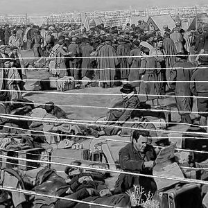 Foto Flores bajo el hielo