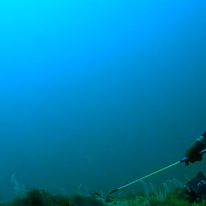 Foto El llanto de las tortugas