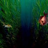 Foto El Arrecife Encantado: Kaluoka'hina