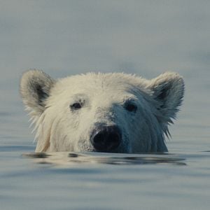 Foto Nuisance Bear