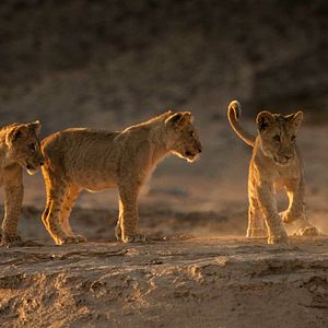Foto Lions of the Skeleton Coast