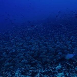 Foto Deep Hope, le dernier refuge