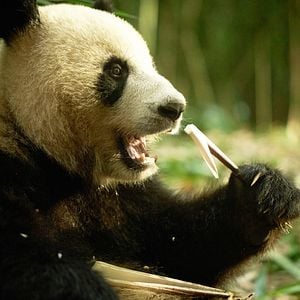 Foto Moon, Mi Amigo El Panda