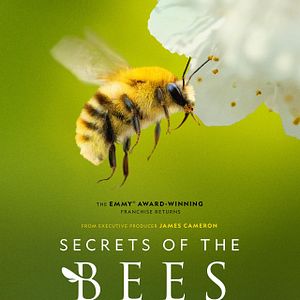 Foto Secreto de las Abejas