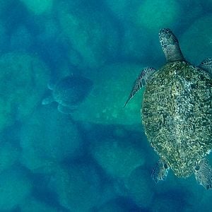 Foto El llanto de las tortugas