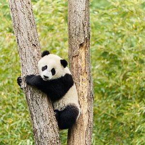 Foto Moon, Mi Amigo El Panda