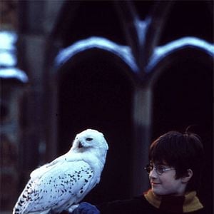 Foto Harry Potter y la piedra filosofal