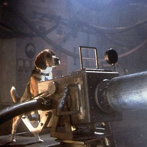 Foto Como perros y gatos