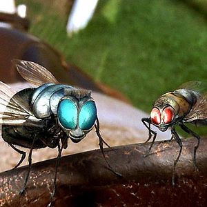 Foto Frederik Du Chau