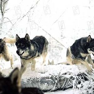 Foto Las crónicas de Narnia: El león, la bruja y el ropero