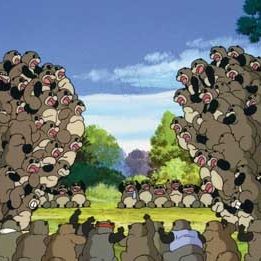 Foto La guerra de los mapaches