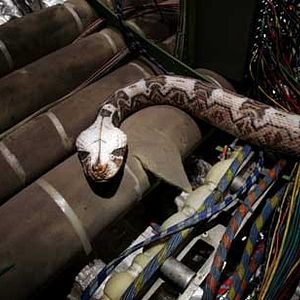 Foto Serpientes a bordo