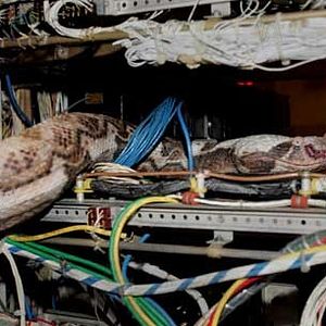 Foto Serpientes a bordo