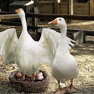 Foto La telaraña de Charlotte