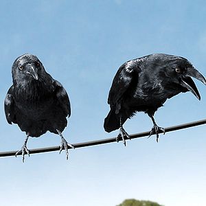 Foto La telaraña de Charlotte