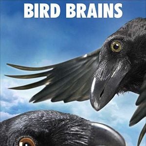 Foto La telaraña de Charlotte