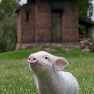 Foto La telaraña de Charlotte