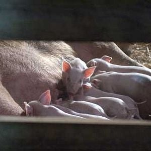 Foto La telaraña de Charlotte