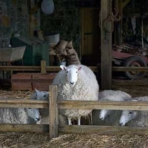 Foto La telaraña de Charlotte