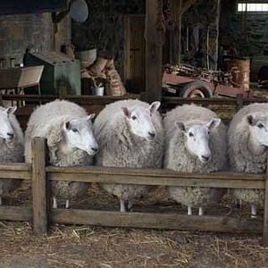 Foto La telaraña de Charlotte