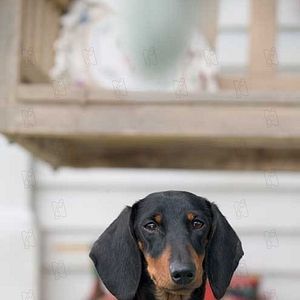 Foto La telaraña de Charlotte