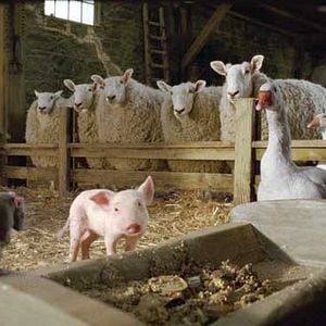 Foto La telaraña de Charlotte