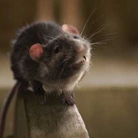 Foto La telaraña de Charlotte