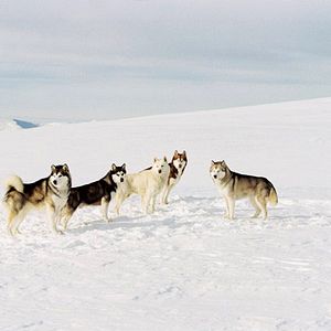 Foto Rescate en la Antártida