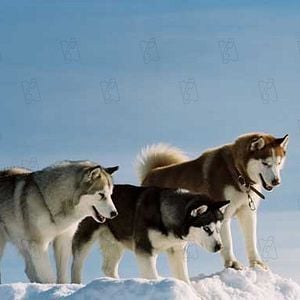 Foto Rescate en la Antártida