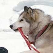 Foto Rescate en la Antártida