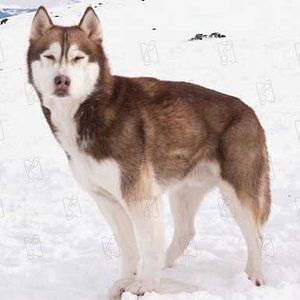 Foto Rescate en la Antártida