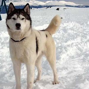 Foto Rescate en la Antártida