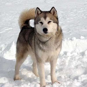 Foto Rescate en la Antártida