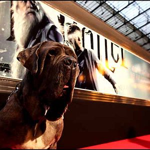 Foto Harry Potter y el misterio del príncipe