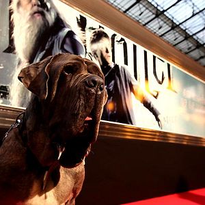 Foto Harry Potter y el misterio del príncipe