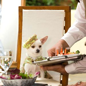 Foto Un chihuahua de Beverly Hills