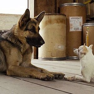 Foto Un chihuahua de Beverly Hills