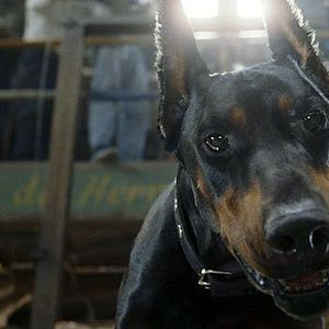 Foto Un chihuahua de Beverly Hills