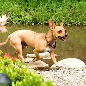 Foto Un chihuahua de Beverly Hills