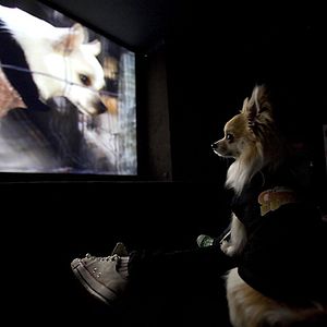 Foto Un chihuahua de Beverly Hills