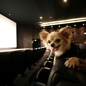 Foto Un chihuahua de Beverly Hills