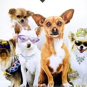 Foto Un chihuahua de Beverly Hills