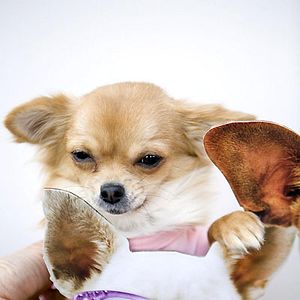 Foto Un chihuahua de Beverly Hills