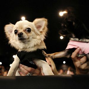 Foto Un chihuahua de Beverly Hills