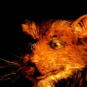 Foto Las tortugas Ninja