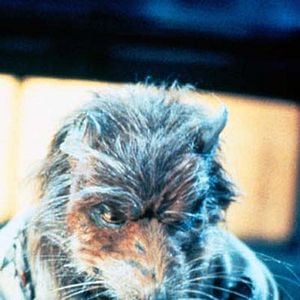 Foto Las tortugas Ninja