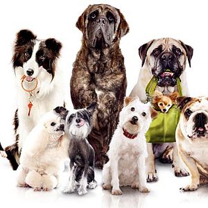 Foto Hotel para perros