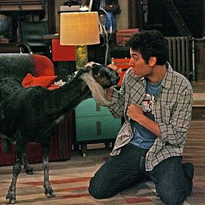 Foto How I met your mother