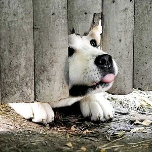 Foto Siempre a tu lado