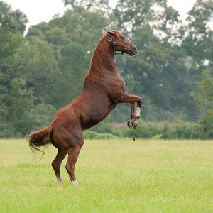 Foto Randall Wallace